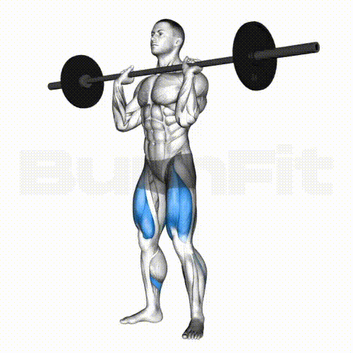 3D anatomy animation showing the quadriceps (front thighs) being strongly stimulated during a barbell front squat.