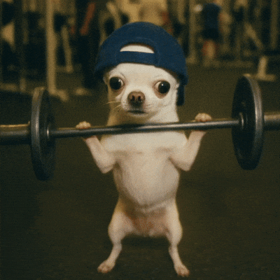 A funny meme of a chihuahua struggling with a heavy barbell, representing a common ego-lifting mistake in a beginner gym routine.