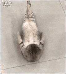 A cute cat meme doing sit-ups on the floor, playfully expressing the struggles of training abs in a beginner bodyweight workout.