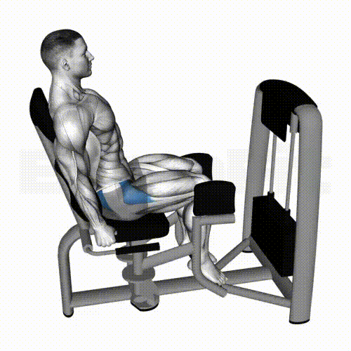 ヒップアブダクションマシンで中殿筋とお尻の外側を鍛える筋肉解剖イラスト