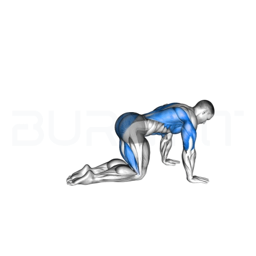 번핏(BurnFit) 워터마크가 있는 동작 가이드, 코어 안정성과 척추 정렬을 돕는 홈트 루틴 필수 코어 운동 '버드독'