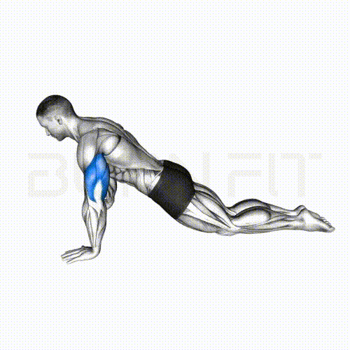 執行跪姿伏地挺身並使用胸肌與三頭肌的3D解剖學動畫，是新手徒手健身必備的上半身動作。